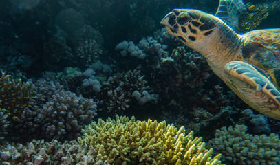 Hawksbill sea turtle in the Red Sea, dahab, blue lagoon sinai