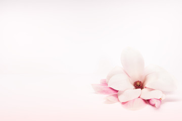 Fototapeta na wymiar Close up card design rosa Mangolie isoliert softer Hintergrund frühling vintage Hochzeit - Version 3