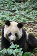 Giant panda