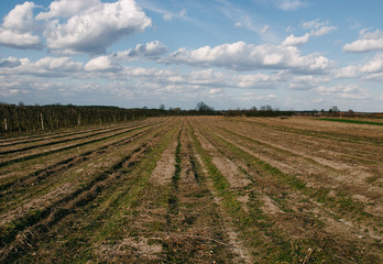 Field in spring with blue sky and white clouds.