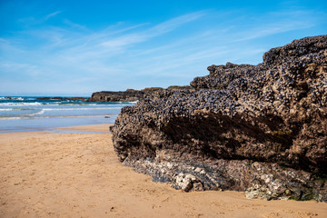 Mussels on rocks, Godrevy beach, Cornwall
