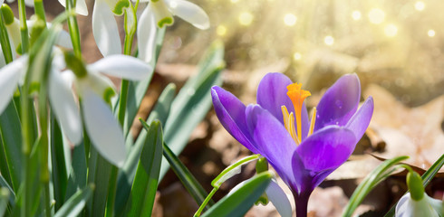 Snowdrops on bokeh background in sunny spring garden and purple crocus .