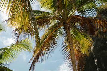 Fototapeta na wymiar Fronton Beach - Dominicana