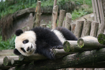 Giant panda
