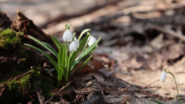 White blooming snowdrop folded or Galanthus plicatus with water drops  in the forest background. Wind, light breeze, sunny spring day, dolly shot, close up, shallow depts of the field, slow motion
