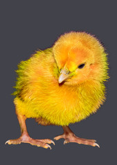 a small yellow chicken