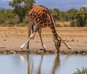 Reticulated giraffe Giraffa camelopardalis reticulata bent over drinking water waterhole Sweetwaters Ol Pejeta Conservancy Kenya East Africa wild environment copy space landscape legs akimbo