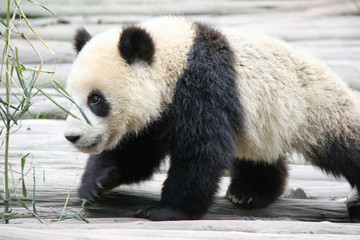 Giant panda