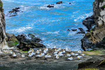 First Gannets rewturn to Murawai Beach to start nesting, , Auckland, New Zealand