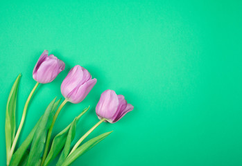 Three beautiful purple tulips on a bright green background, top view (copy space on the right for your text)