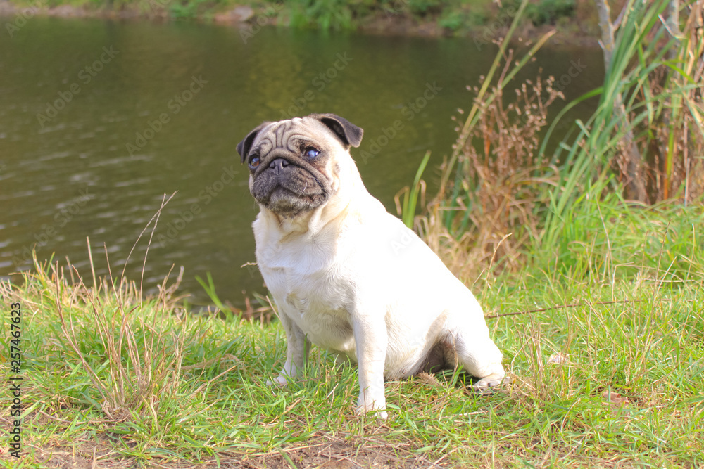 Wall mural pug in spring park