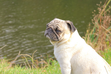 pug in spring park