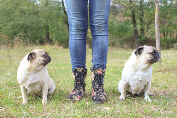 Obraz premium pug in spring park