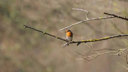 Petirrojo en las Marismas de Alday, Cantabria, España