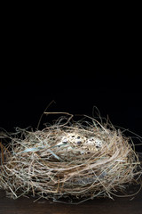 On a dark background, a nest of dry grass with a few quail eggs. At the top of the image there is a place for the inscription