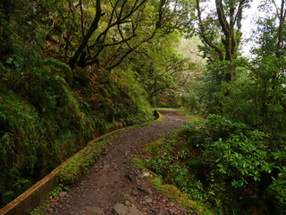 Forêt de Madère