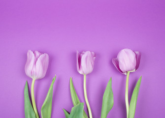 Three beautiful purple tulips on a purple background, top view (copy space for your text)