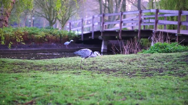 Bird Walking In Morning Pyblic Park Green Space For Community