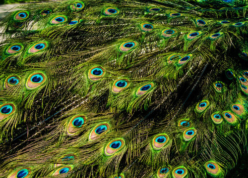 beautiful pattern of colorful peacock tail feathers
