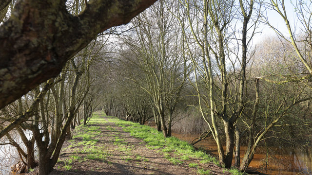 Camino en las Marismas de Alday, Cantabria, Espa&ntilde;a
