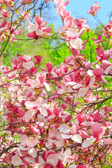 Obraz na płótnie Canvas delicate pink blooming magnolias