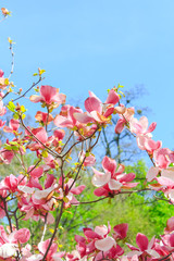 delicate pink blooming magnolias