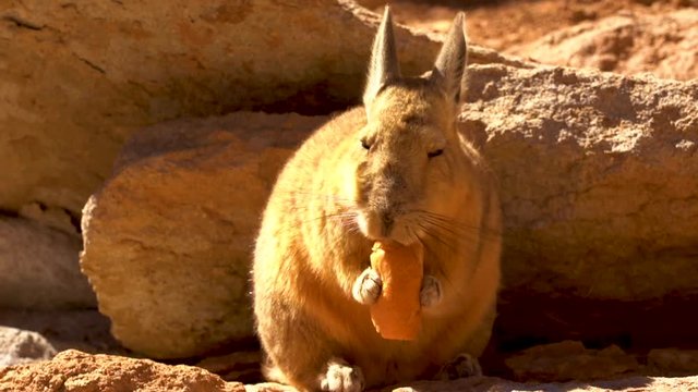 Viscacha eating bread in Eduardo Avaroa National Reserve in Bolivia, South America.