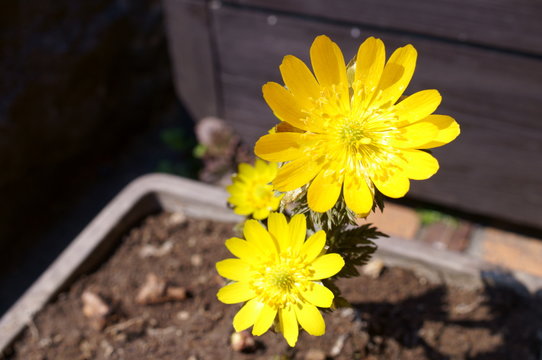 Adonis Bilder Durchsuchen 4,100 Archivfotos, und