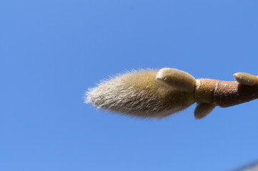 Kobushi magnolia Bud