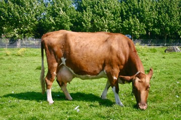 Cow grazing