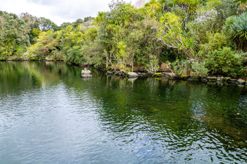 Fototapeta premium Western Springs Pond is home to many species of ducks and waterfowl, , Auckland, New Zealand