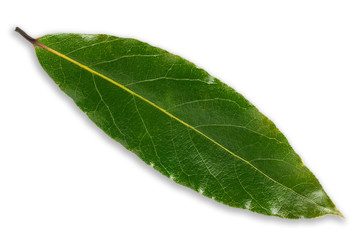 laurel bay leaf  on white background