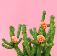Cactus and roses decor. plants on pink concept