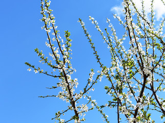 spring tree and blue sky