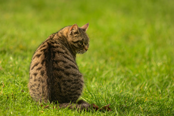 ritratto di gatto domestico su prato verde di spalle