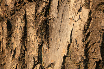 Old bark