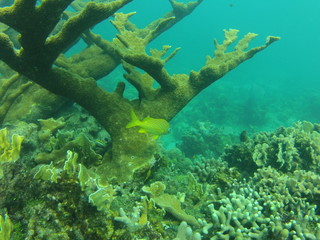 SCUBA Diving near Cuba