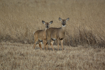 Deer in Hay Field
