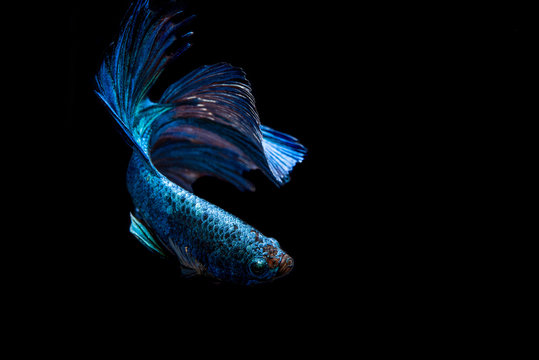 Blue Fighting Fish On Black Background