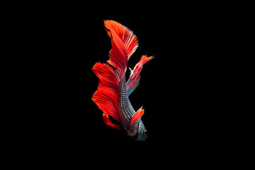 red fighting fish on black background