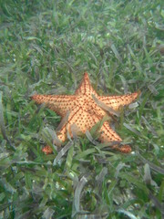 SCUBA Diving near Cuba