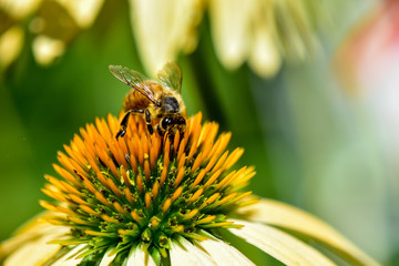 Bee on Yellow Coneflower