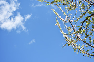 spring leaves on blue sky
