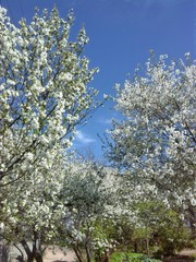 Flowering plum in the garden