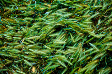 Bright juicy green grass. Ears of barley. Field. Grain