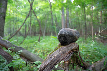 Rock balanced on a branch