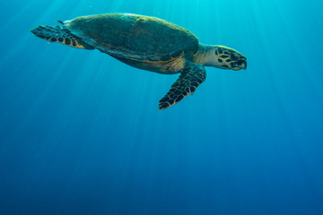 Hawksbill sea turtle in the Red Sea, dahab, blue lagoon sinai