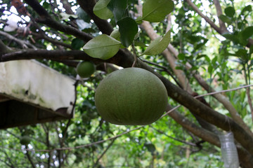 Pomelo, ripening fruits of the pomelo, natural citrus fruit, green pomelo hanging on branch of the tree on background of green leaves