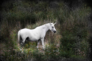 Obraz na płótnie Canvas A white unicorn in a field