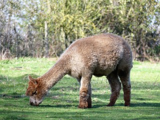 Brown alpaca eating grass in field